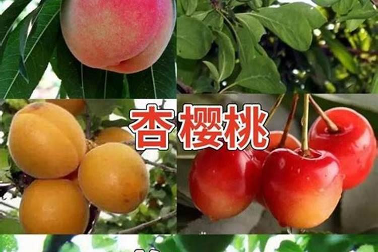 给果树追肥什么钙肥好？