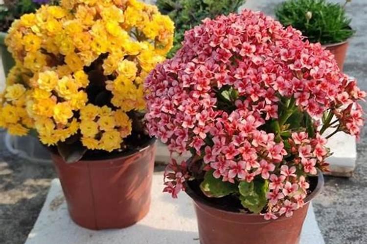 长寿花叶面可以喷磷酸二氢钾吗花卉百科