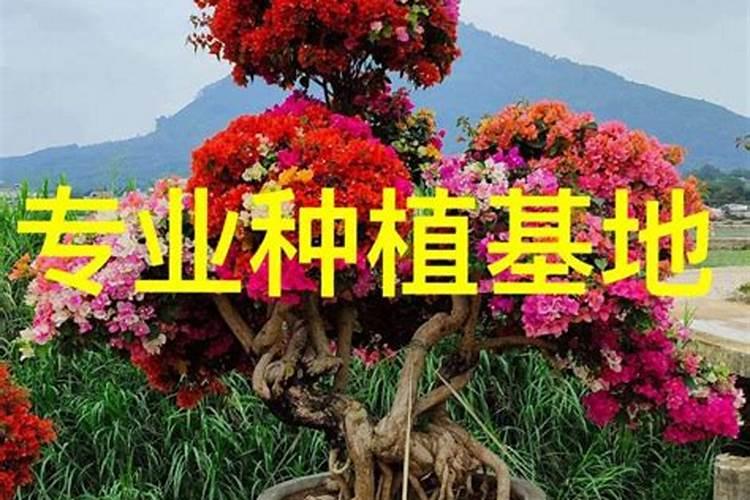 草莓泡在水里为什么会烂