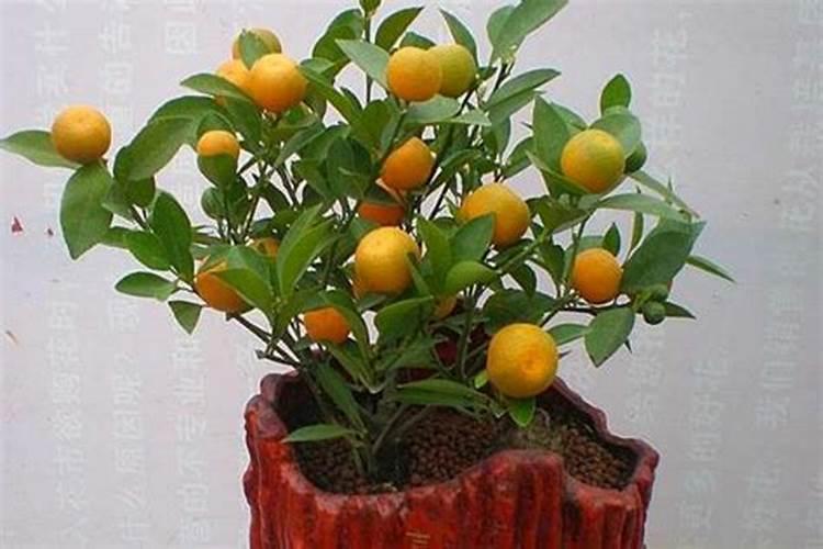 请教专家老师,滑皮金桔(也叫蜜桔)的种植和管理技术,特别是管理百度知 ...