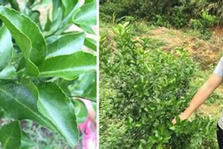 果树缺钙用什么肥料最适合(果树需补什么钙肥最好)