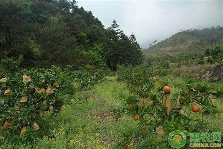 柑橘苗叶面肥施药方法