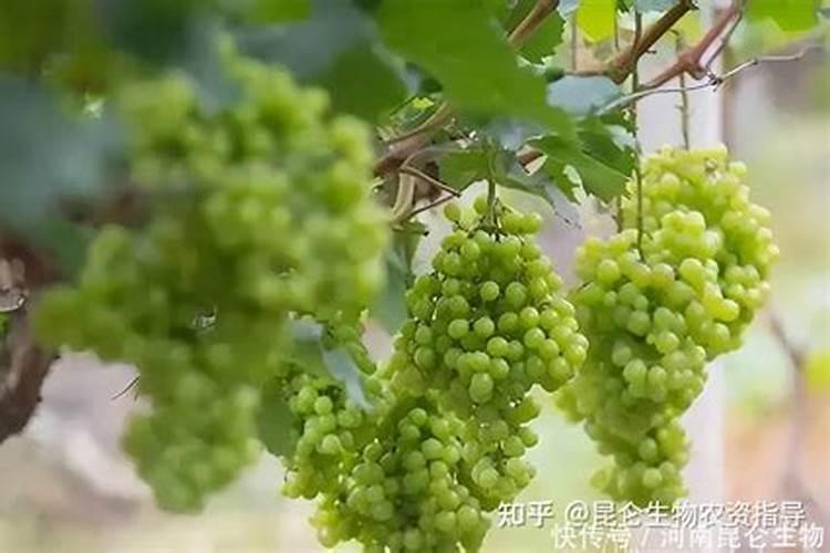 葡萄各个时期的施肥技巧