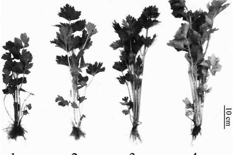 芹菜怎么施肥？增产叶面肥有哪些？用昆仑风营养套餐