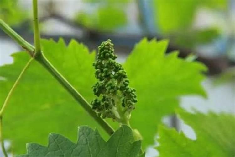 施肥是葡萄高产的手段,什么肥料才是葡萄最好的肥料？