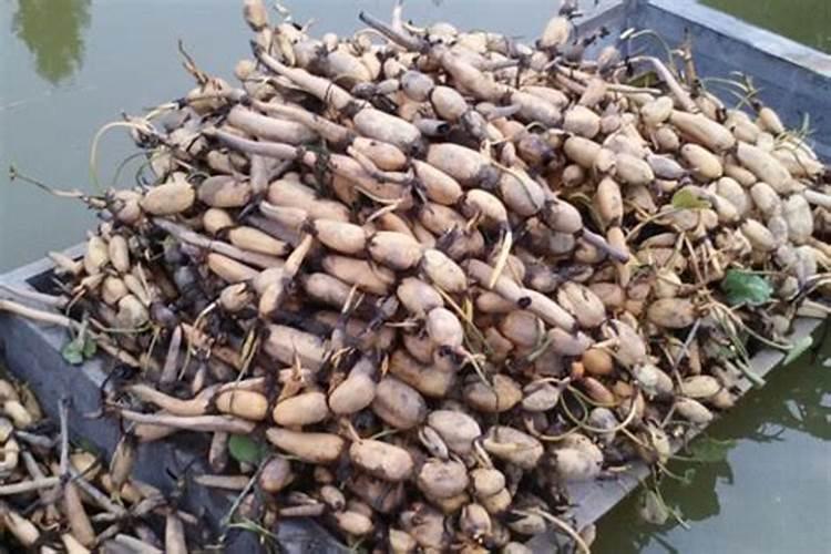 莲藕种植如何施肥使用什么肥