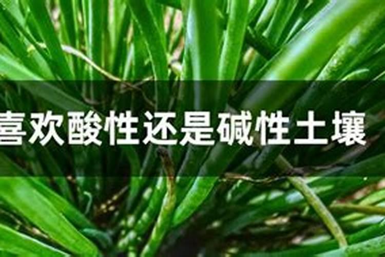 大葱最忌什么肥料