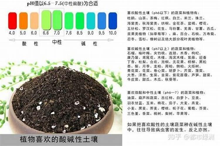 葱要施什么肥料才长得好