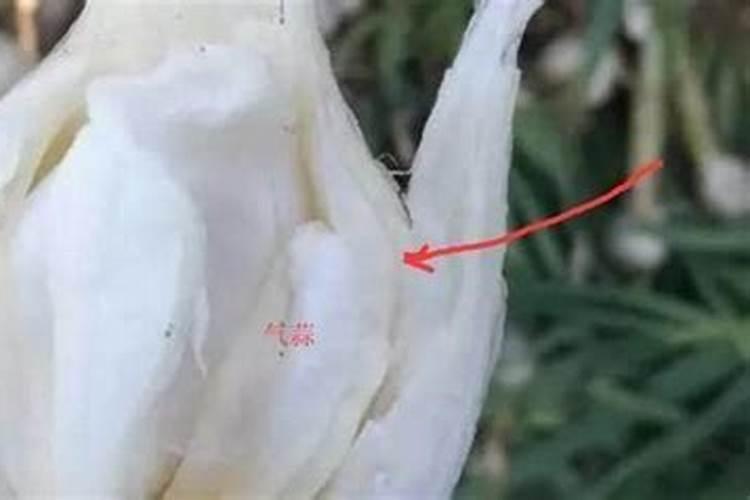 气包蒜的形成原因