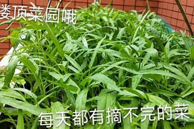 连续阴雨天造成韭菜发黄能不能浇水施肥？