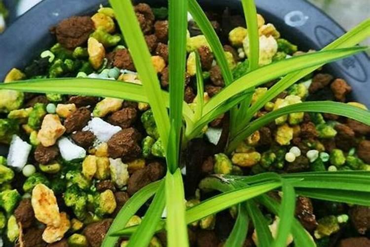 如何正确给兰花使用叶面肥
