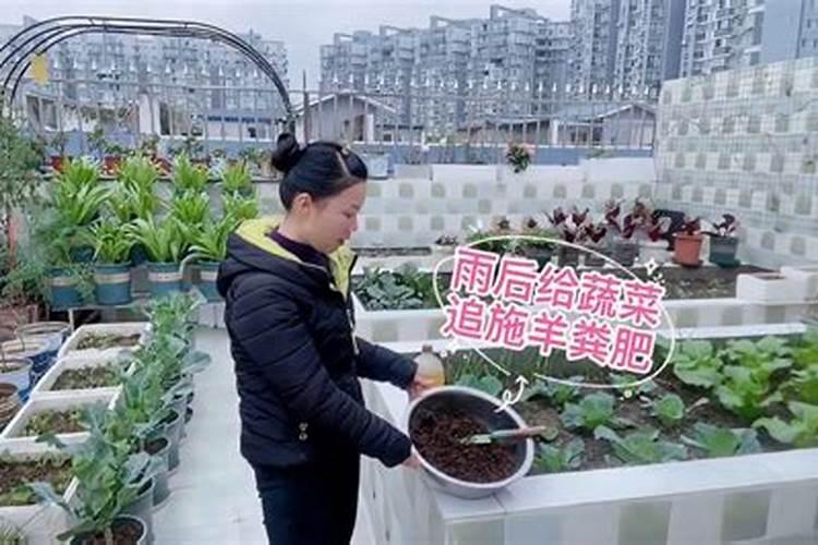 小雨可以撒施冲施肥吗？
