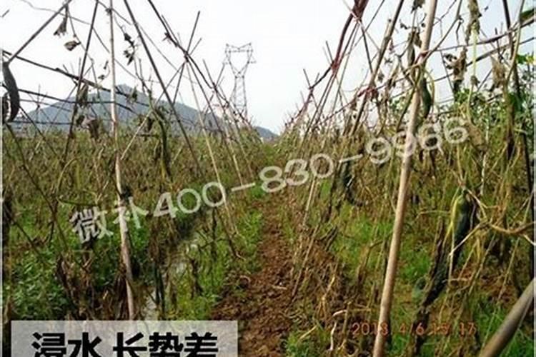 夏季蔬菜发生药害,补救措施是什么？