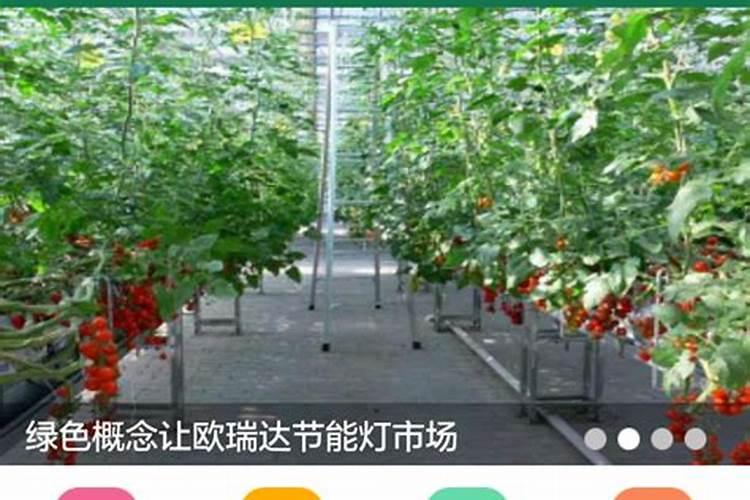 四川能种荔枝吗？