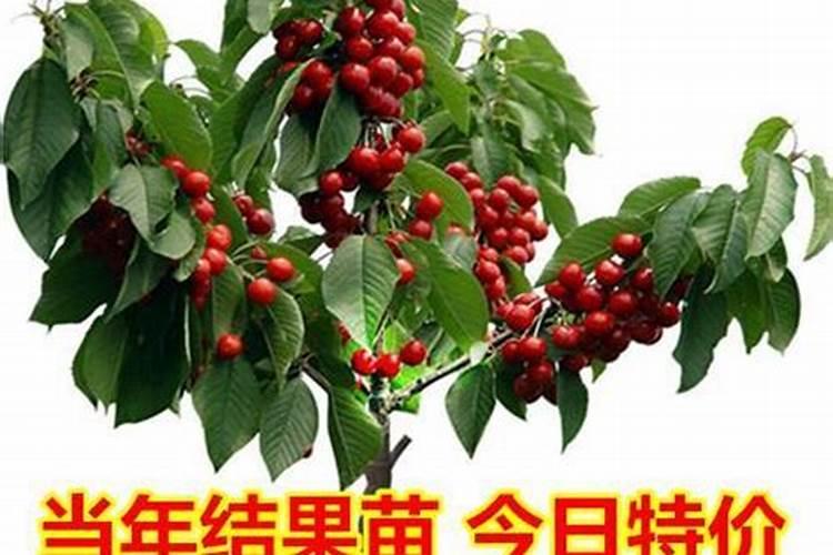 种葡萄用什么肥料好