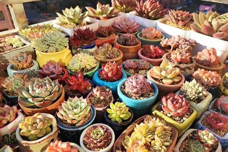 多肉植物用什么肥料复合肥可以吗