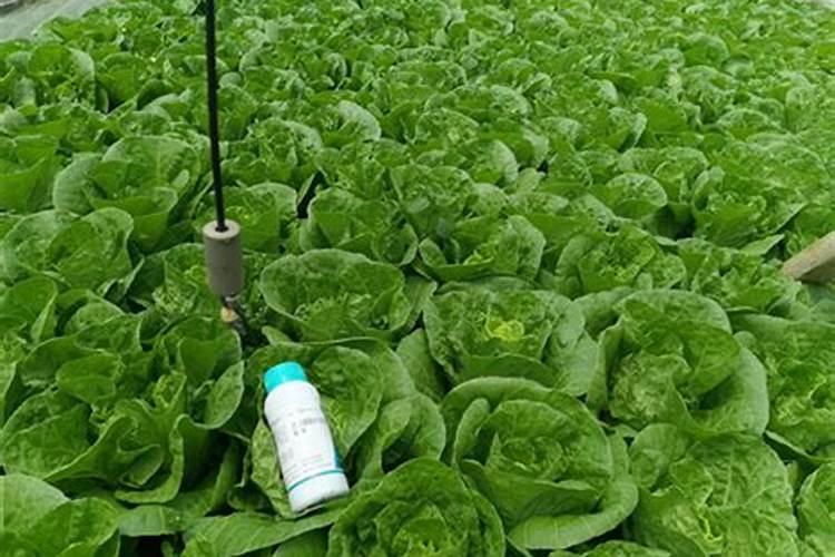 大白菜最好的肥料是什么？