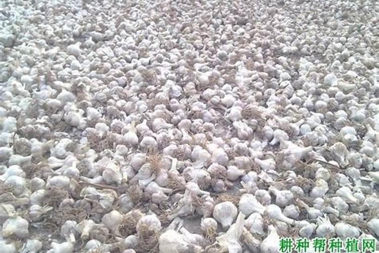大蒜浸种用什么杀菌剂 大蒜浸种用啥杀菌剂