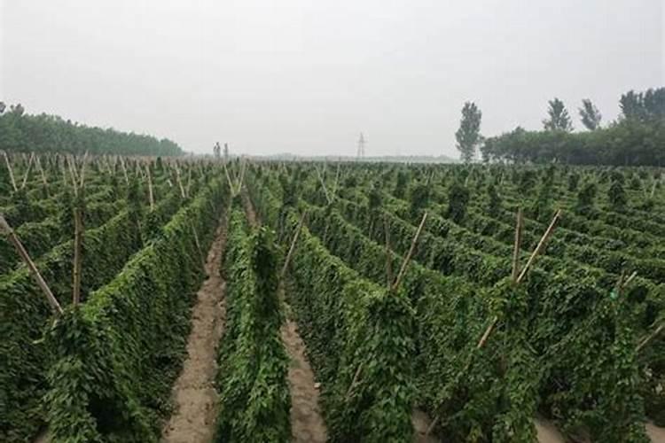 麻山药一般几月份种植？