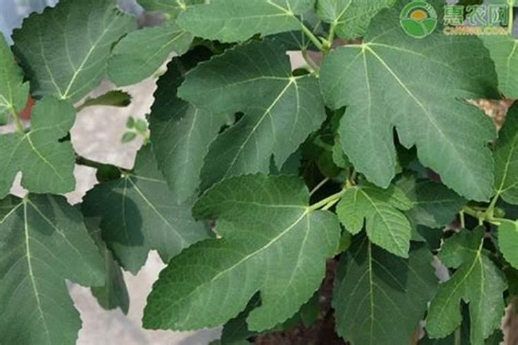 无花果怎么施肥又大又甜？