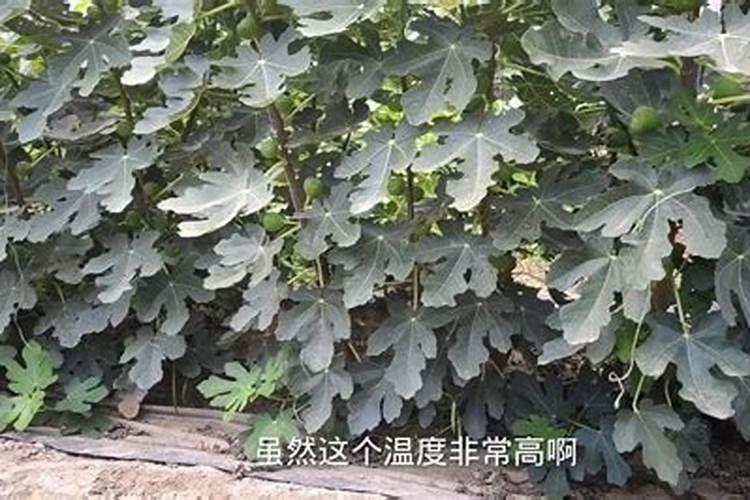 无花果不甜是什么情况 无花果不甜是怎么回事