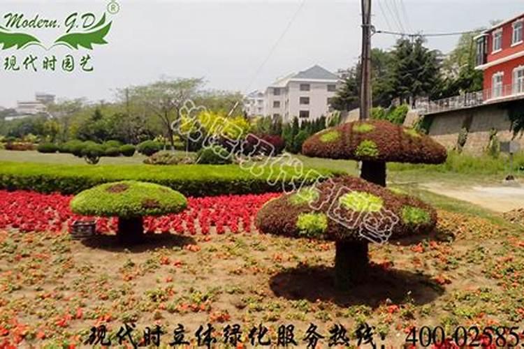 兰花里的“值钱货”,开品大气有档次,花色水红,满园飘香