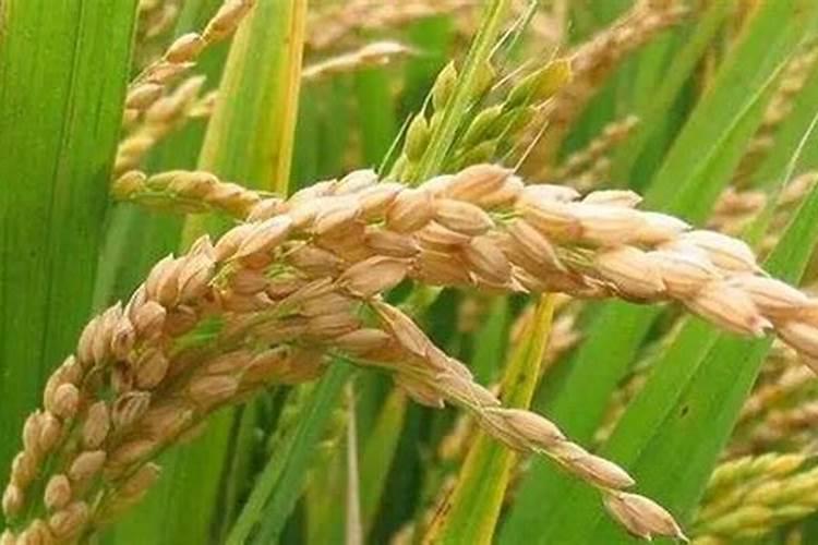 水稻复合肥怎样施效果最好