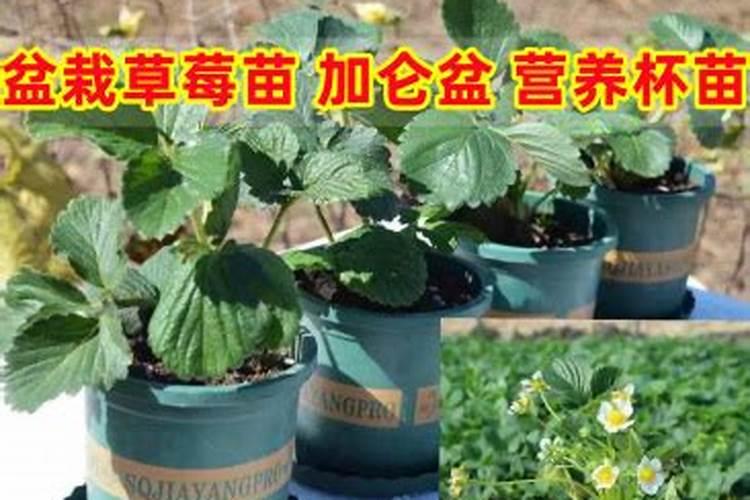 百香果的生长习性,一般亩产多少？