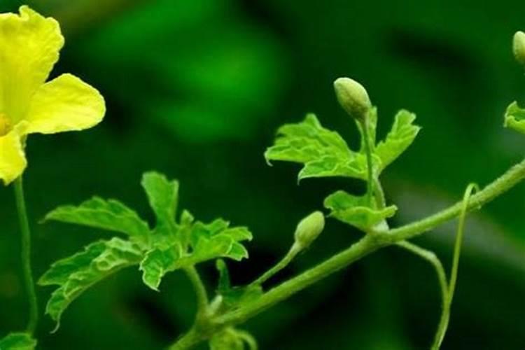 矿源黄腐酸钾水溶肥价格,矿源黄腐酸钾浓缩液,矿源黄腐酸钾哪个牌子好...