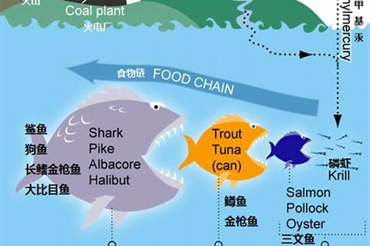 鱼蛋白肥料的缺点