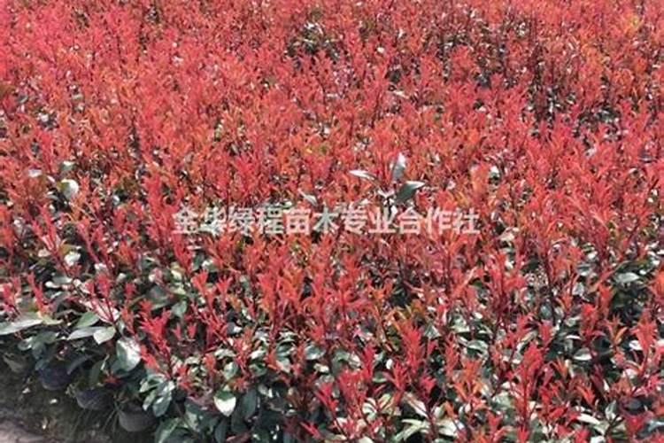 四川金心黄杨球大量批发