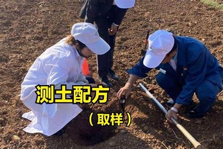 复合肥是撒还是埋肥效好(复合肥撒施好还是埋施使用正确)