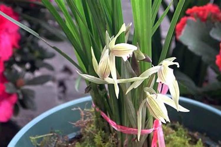 春兰一月份开花,二月又长出花苞,还能开花吗