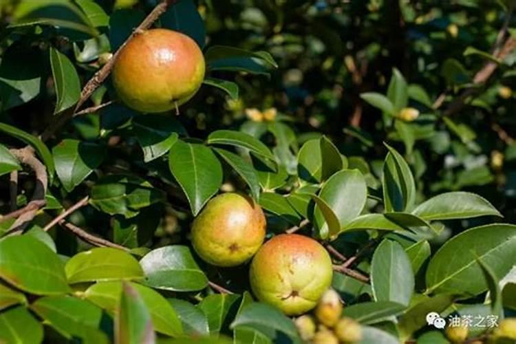 油茶树一年施几次肥料