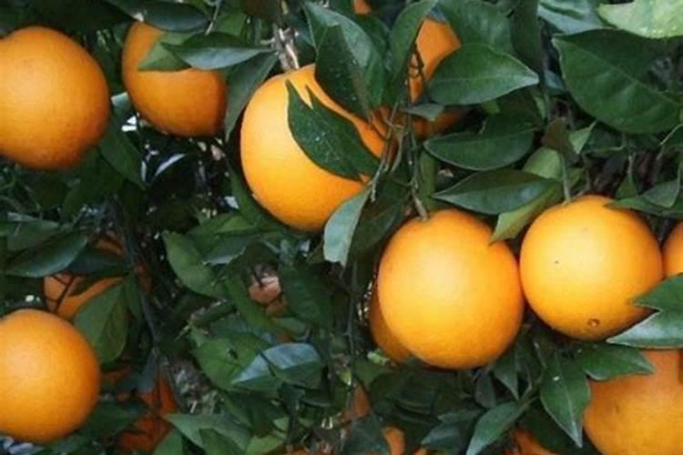 脐橙定植比较严重,脐橙定植三年早果的丰产方法是什么？