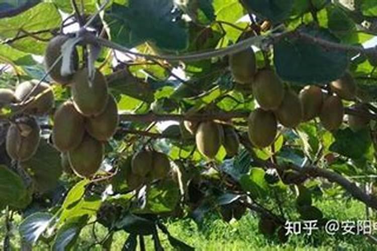 狲猴桃叶发黄的原因