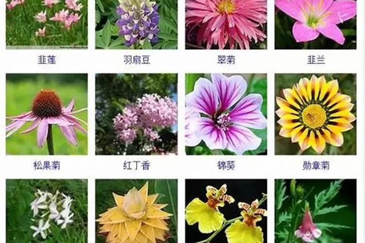 花卉红掌的养殖方法有什么(养护红掌的注意事项)