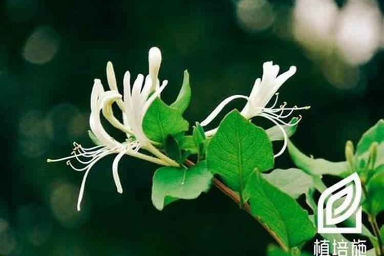 金银花开花前十天还能喷雾硼肥叶面肥吗？