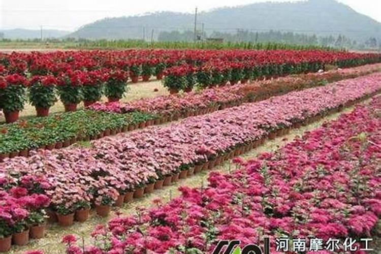 养花什么时候施氮肥(给花施氮肥比例是多少)