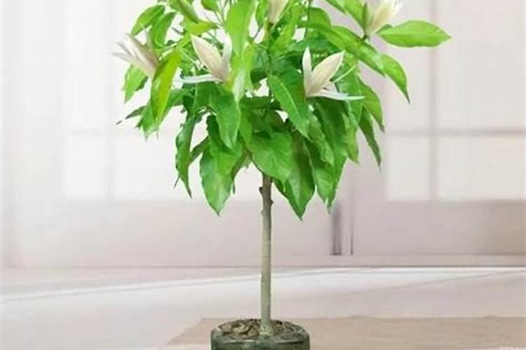 家里种的玉兰花为什么不开花(玉兰树只长叶子不开花)
