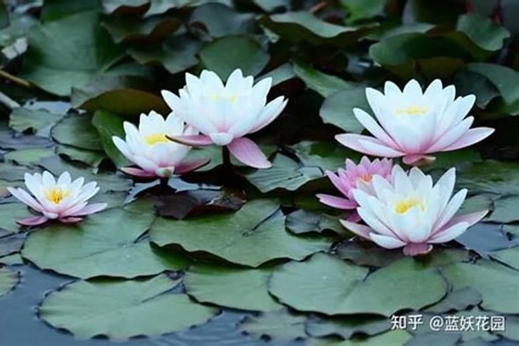 睡莲花施什么肥最好