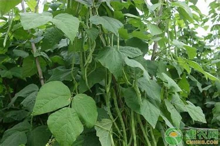 芸豆施什么肥长得最好芸豆怎么施肥