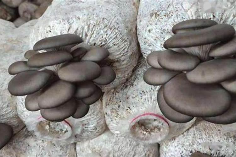 郑州巨格生物有限公司的产品