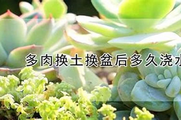 翻盆换土多久才能施肥 翻盆换土后需要等多长时间才能进行施肥