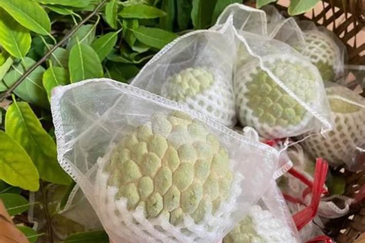 种释迦果施什么肥