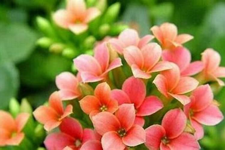 养花什么时候施氮肥(给花施氮肥比例是多少)
