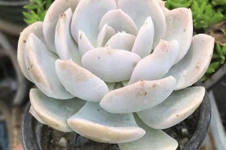 多肉植物可以施氮肥吗