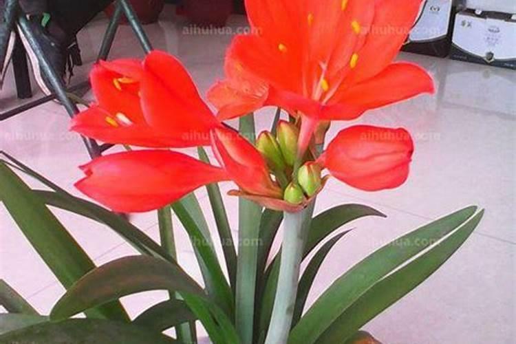 紫根兰换土时间和方法