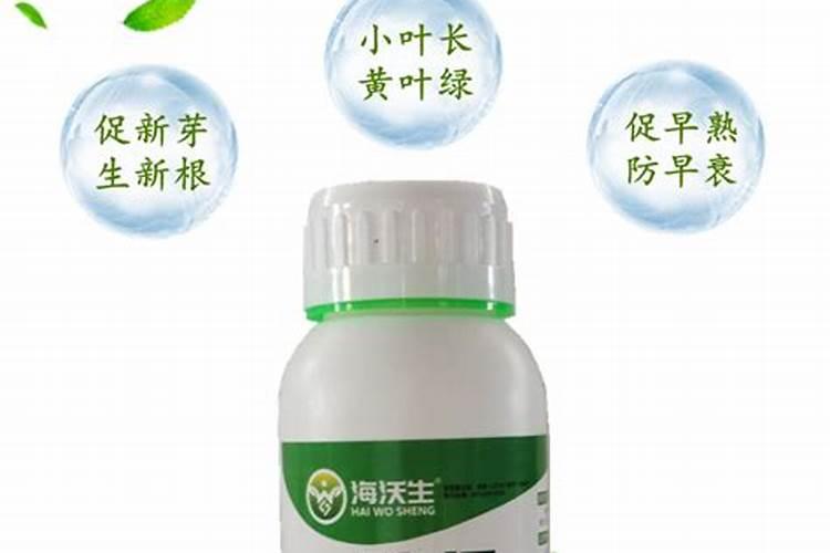芹菜什么时候施肥以及如何施肥 芹菜施肥时间及方法