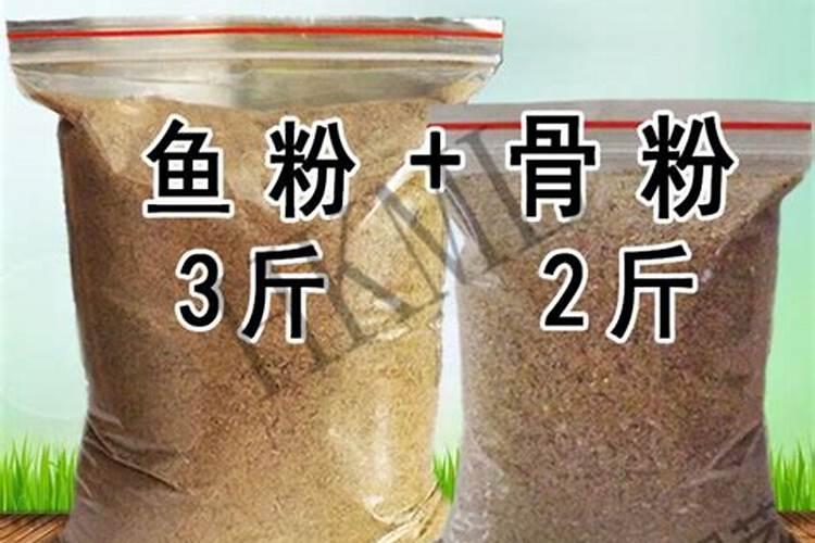 自制的鱼骨粉养花怎么用？